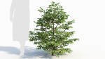 Sambucus nigra a