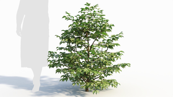 Sambucus nigra a