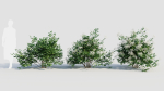 sambucus nigra a