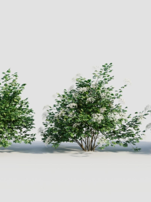 sambucus nigra a