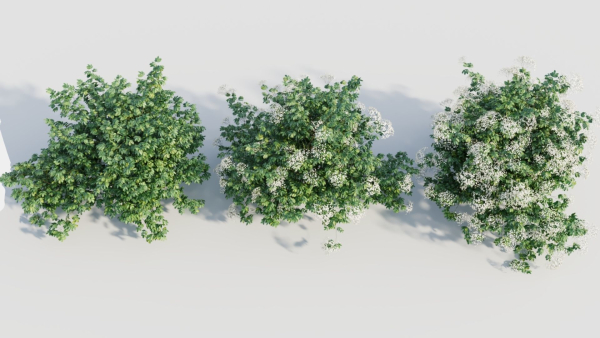 sambucus nigra a
