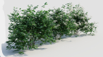 sambucus nigra a