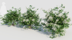 sambucus nigra a