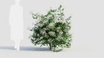 sambucus nigra a