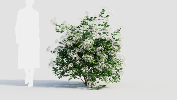 sambucus nigra a