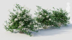 sambucus nigra a