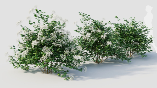 sambucus nigra a