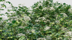 sambucus nigra a