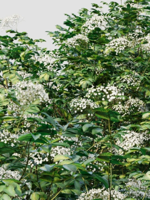 sambucus-nigra-a-3d-model-b3cc272967