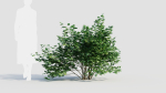 sambucus nigra a
