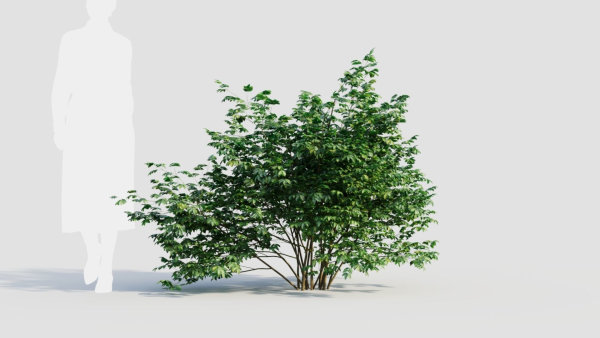 sambucus nigra a