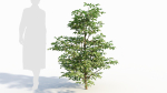 Sambucus nigra a