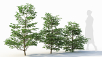 Sambucus nigra a