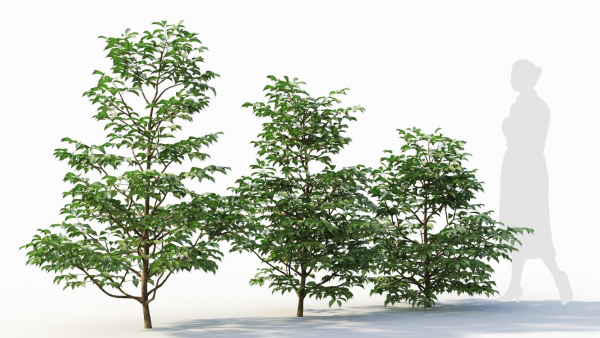 Sambucus nigra a