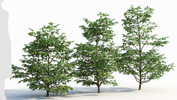 Sambucus nigra a