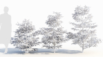Sambucus nigra a