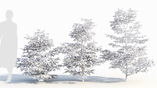 Sambucus nigra a