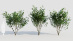 sambucus nigra b
