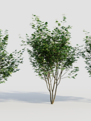 sambucus nigra b
