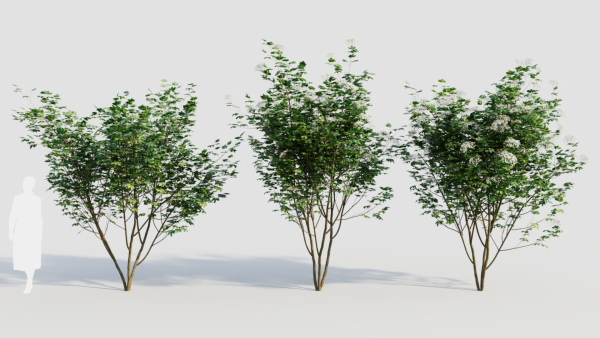 sambucus nigra b