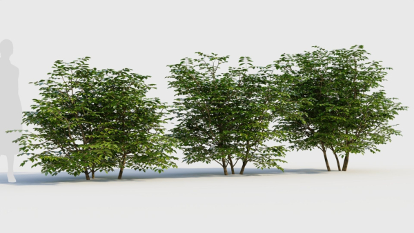 Sambucus nigra b