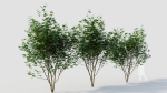 sambucus nigra b