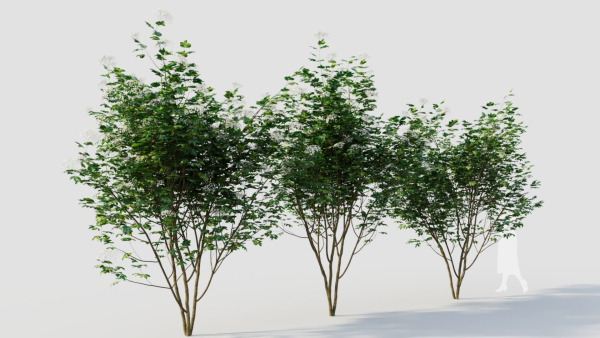 sambucus nigra b