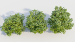 Sambucus nigra b