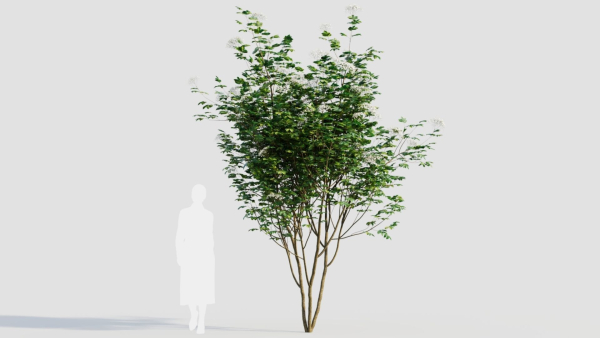 sambucus nigra b