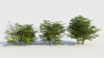 Sambucus nigra b
