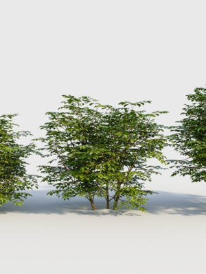 Sambucus nigra b