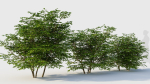 Sambucus nigra b