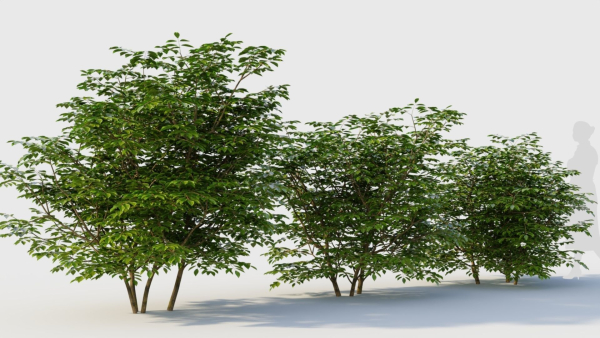 Sambucus nigra b