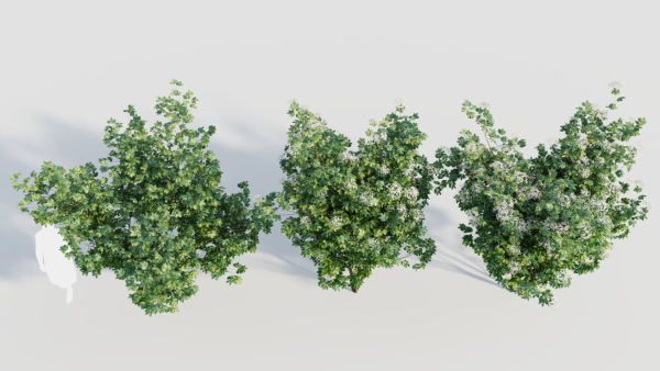 sambucus nigra b