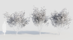sambucus nigra b