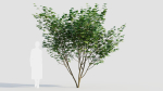 sambucus nigra b