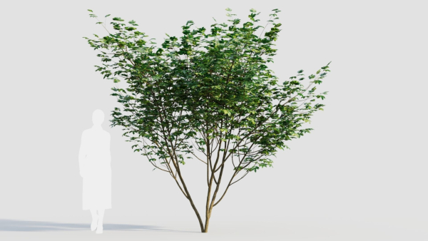 sambucus nigra b