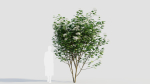 sambucus nigra b
