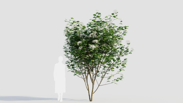 sambucus nigra b