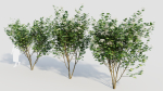 sambucus nigra b
