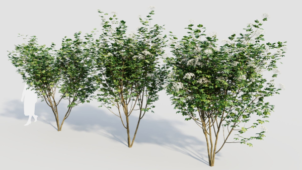 sambucus nigra b