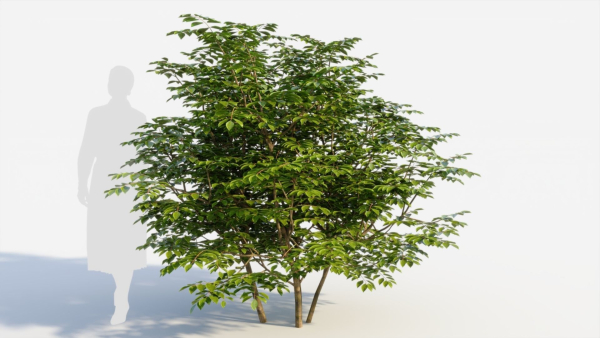 Sambucus nigra b