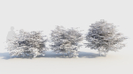 Sambucus nigra b