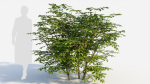 Sambucus nigra b
