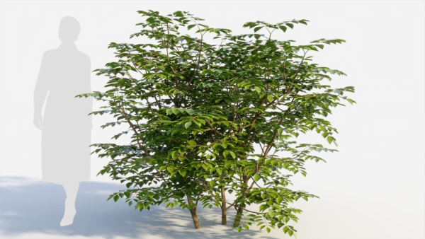 Sambucus nigra b