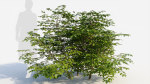 Sambucus nigra b