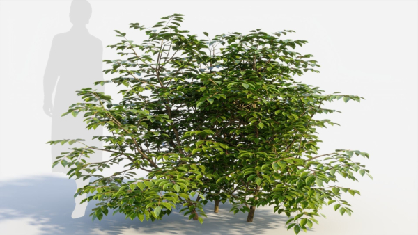 Sambucus nigra b
