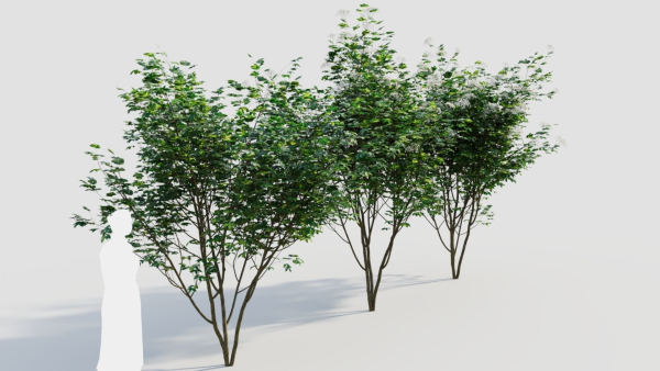 sambucus nigra b