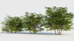 Sambucus nigra b
