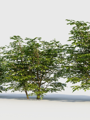 sambucus-nigra-b-3d-model-eb76343ef2